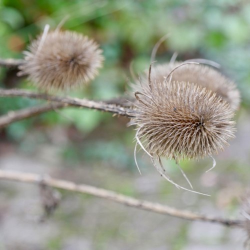 TAFF Kooperation Heimisch (w)erden SZ2025/26